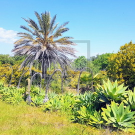 moncarapacho moradia v6 barata para venda